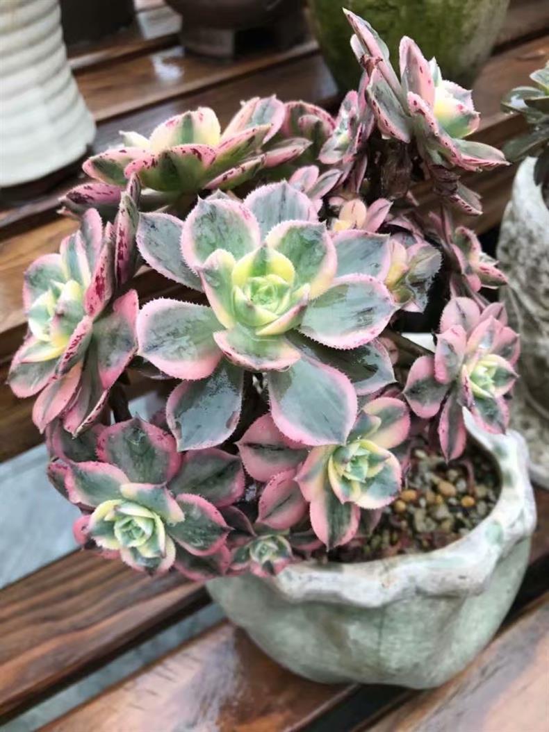 多肉老桩移栽后如何护理,多肉老桩的叶插