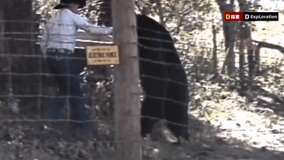 遇到猛兽如何自救100字,面对大型猛兽如何自救