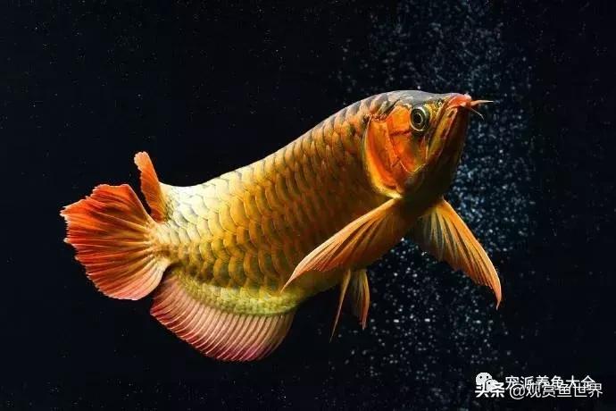 寓意好的观赏鱼名字大全,寓意吉祥观赏鱼锦鲤