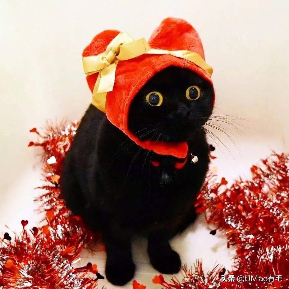 胖橘猫和黑猫,橘猫黑猫白猫哪个最可爱