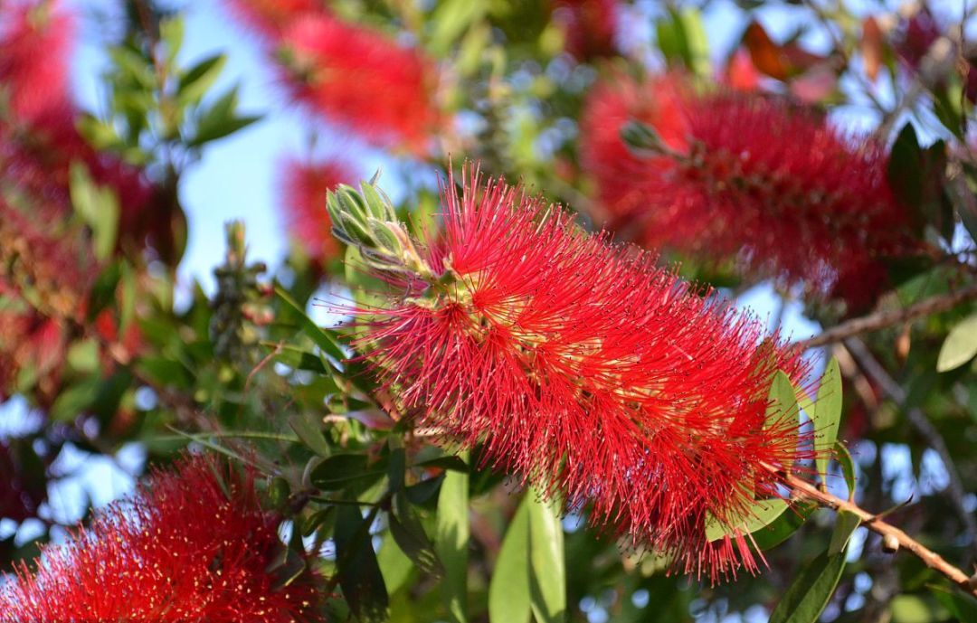 100种常见观叶植物图鉴史上最全,农村常见的100种植物