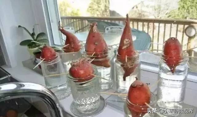 吃完的水果种子不要丢,吃完水果果核别扔