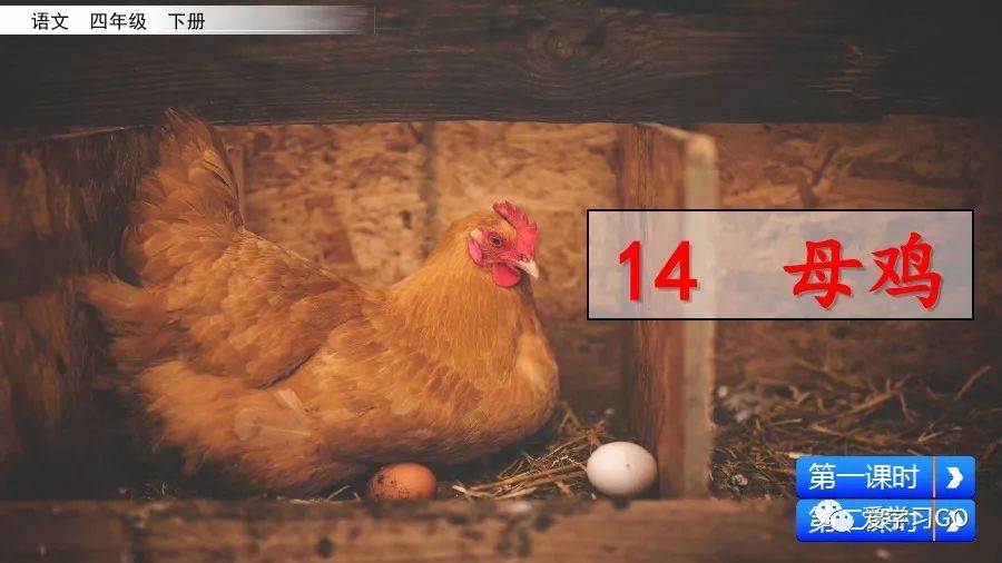 四年级下册语文母鸡课文重点讲解,四年级下册语文14课母鸡重点知识