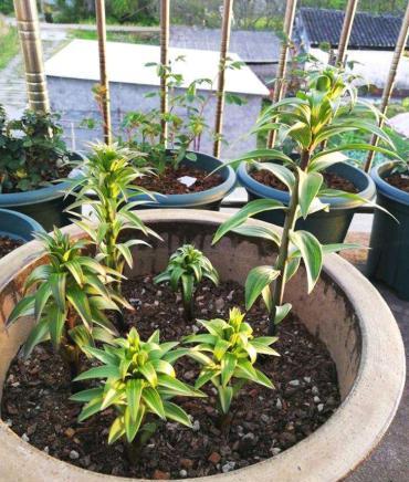 百合花栽种的注意点,百合花花期后怎么养护来年再出芽