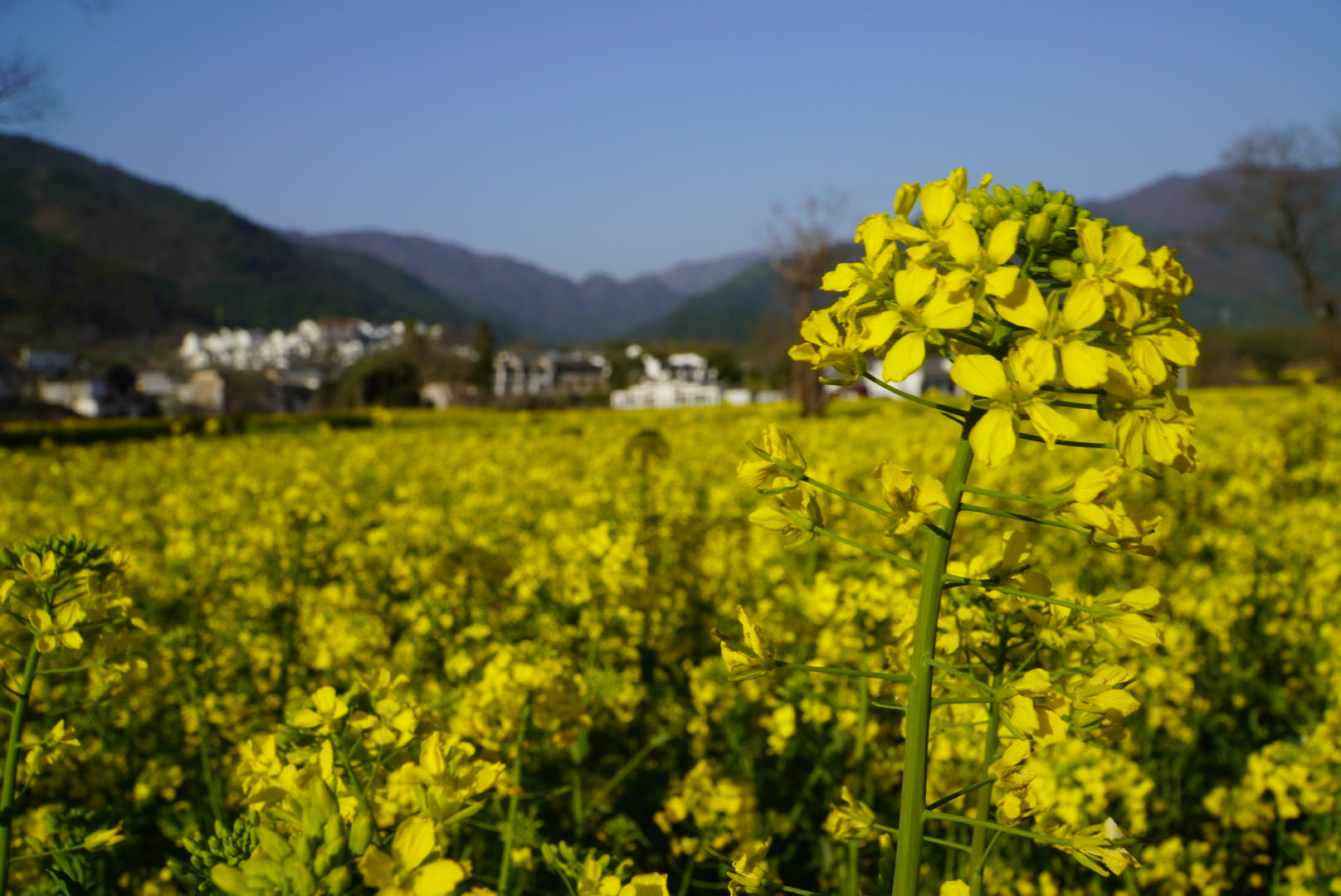 宏村最美景点门票,宏村徽州古村落
