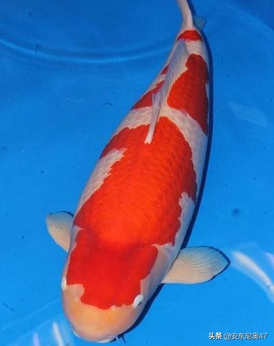 世界上最贵的锦鲤拍卖出2亿天价,世界上最贵的大锦鲤有多大