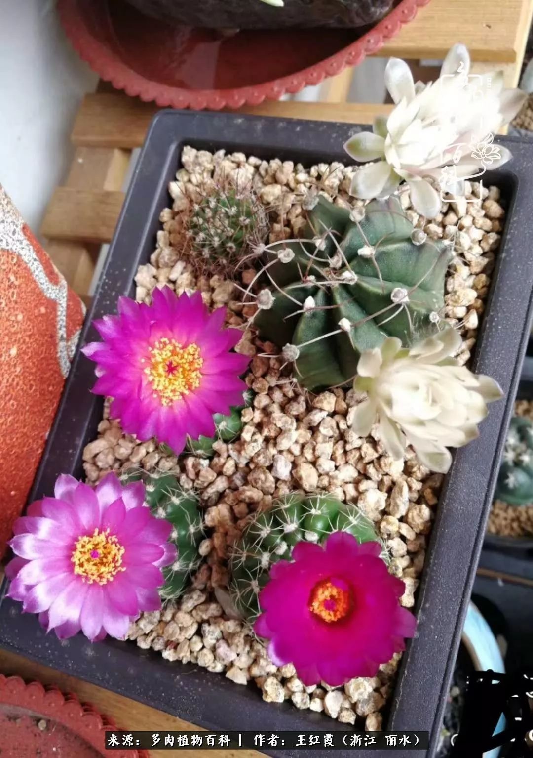 仙人球春天露养条件,仙人球露养条件