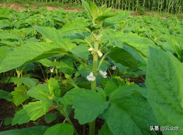 缺黑芝麻会有什么现象,芝麻缺硼的症状