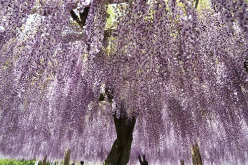 去日本福冈旅游攻略自由行,日本福冈最全旅游攻略