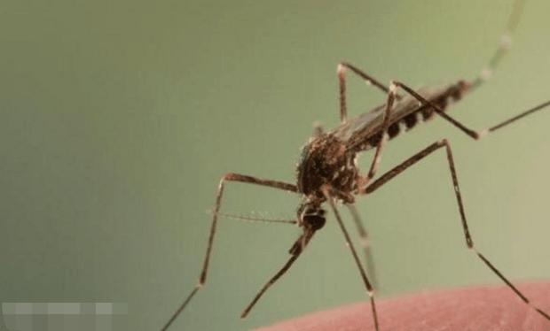 我是a血型为什么蚊子总是咬我,蚊子爱咬什么样的人与血型有关吗