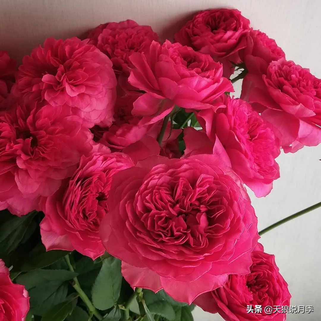 足不出户,带你了解2020日本园艺圈「新品种大赏」