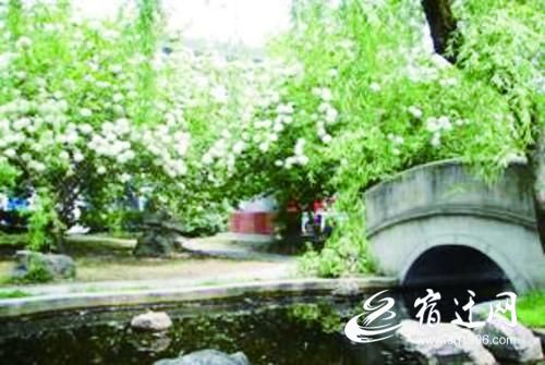 宿迁那些有故事的人和树来听他们背后打动人心的故事