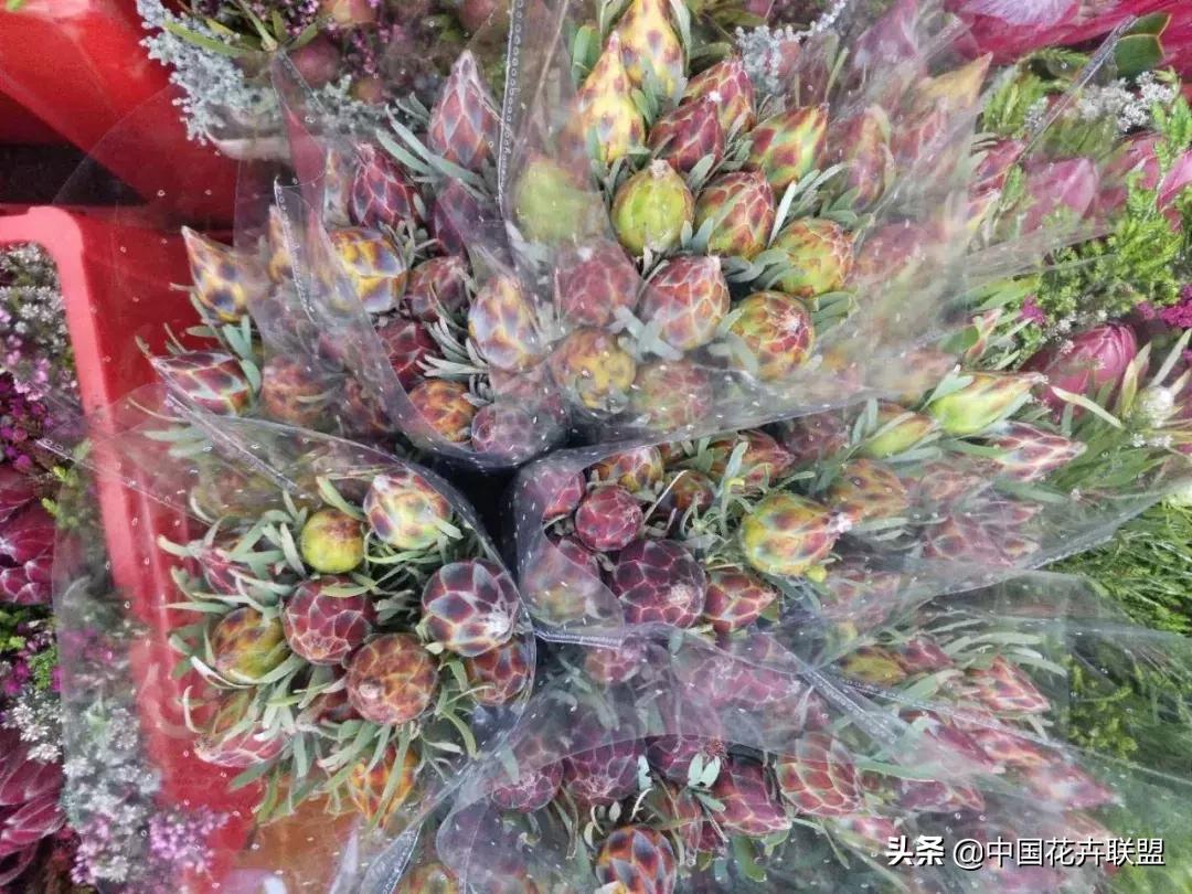 春天花市有哪些花材,便宜又大把的花材有哪些