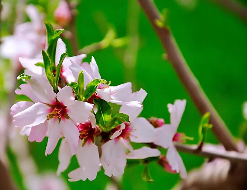 疆果福巴旦木,疆果儿酸奶巴旦木