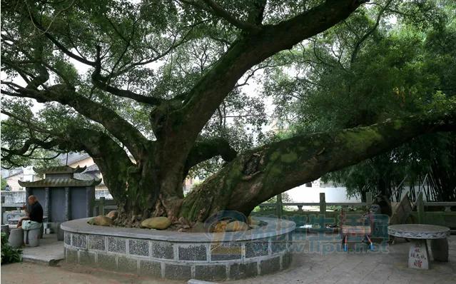 广西传统节日作文二年级,具有广西民族特色的传统节日