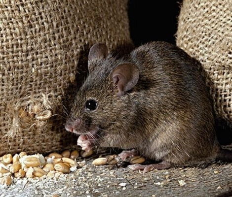 用什么方法灭鼠老鼠吃了会跑出去,老鼠的习性如何灭鼠