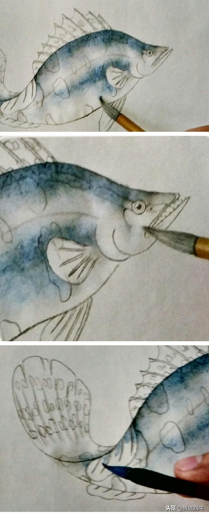 鳜鱼画法小视频,鳜鱼工笔画法视频