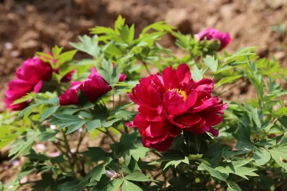 牡丹，熟悉而陌生——“花王”的前世今生，带你重新认识牡丹