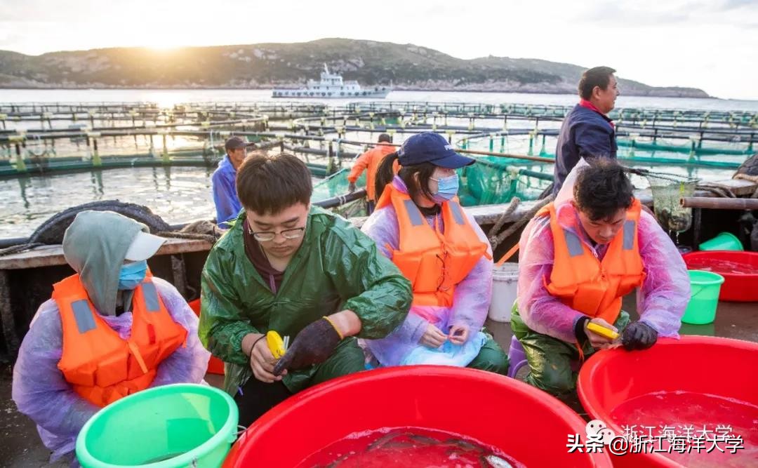 《浙江日报》深读｜大黄鱼：“王者”归来的传奇