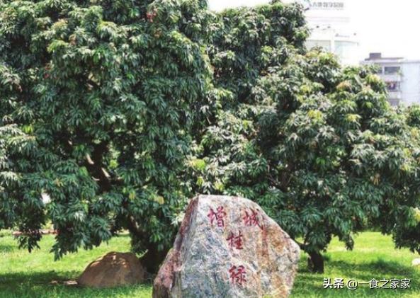 十种最顶级的水果,国内最少见的七大顶级水果