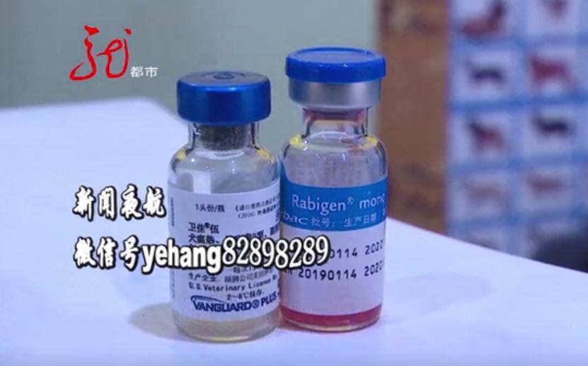 为什么宠物狗打了疫苗还会得病,宠物狗打了疫苗为什么会死