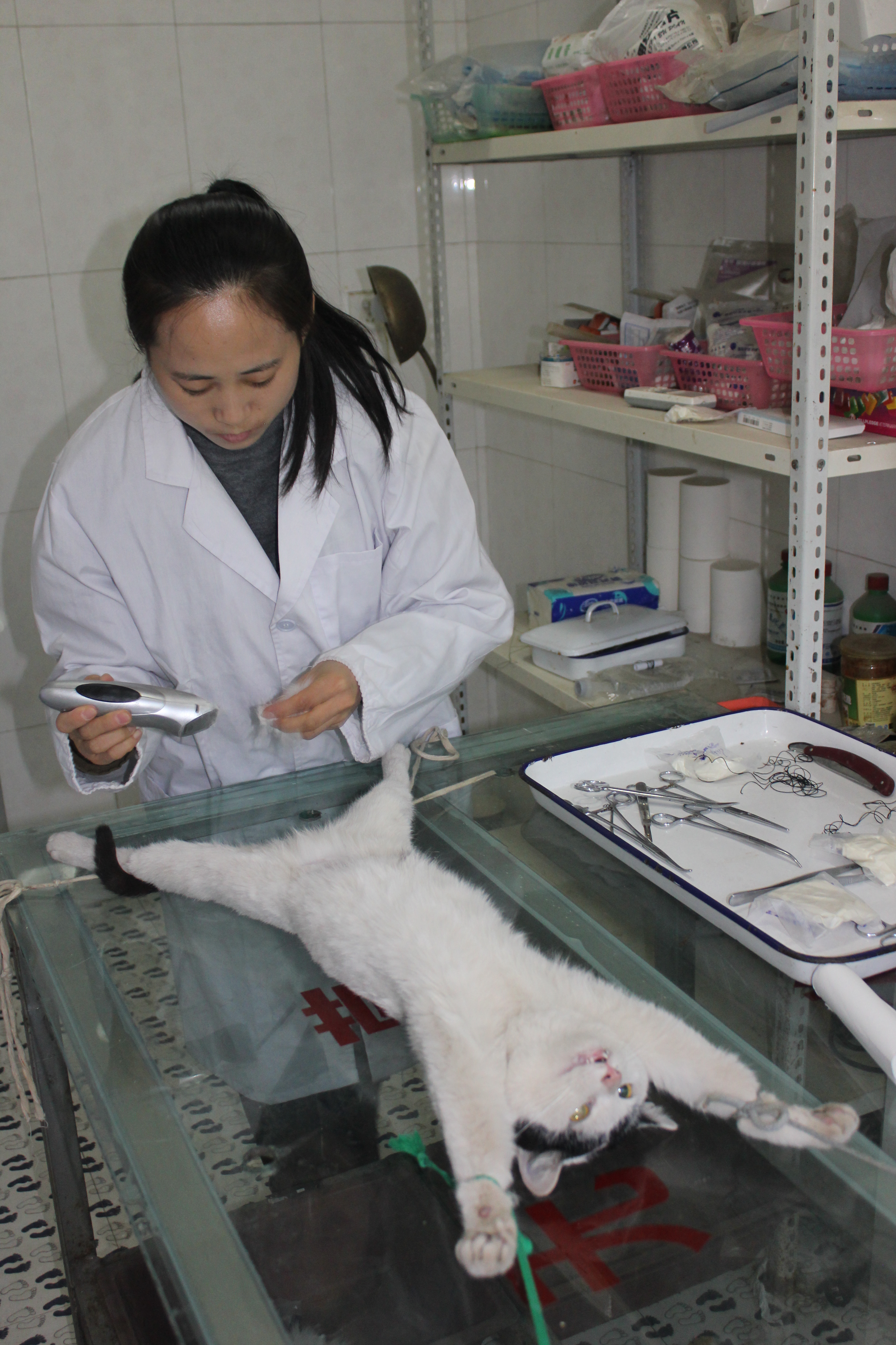 春季以来被猫狗咬伤患者增多，专家提醒应及时接受专业处置