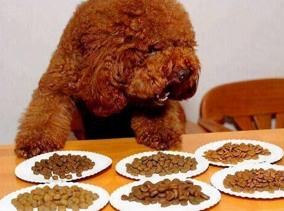 泰迪犬毛褪色怎么办,泰迪狗褪色是怎么回事