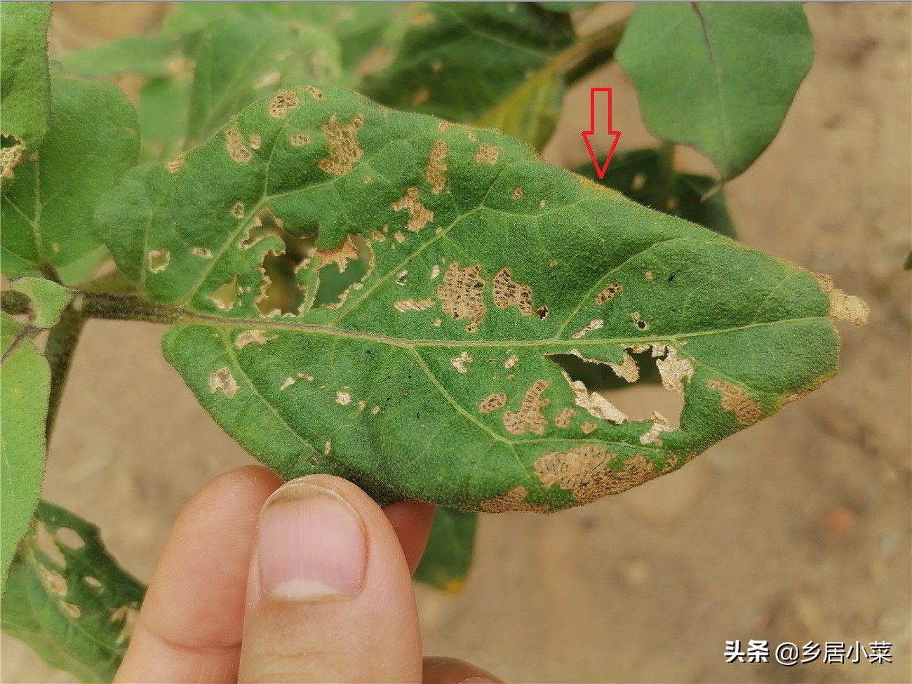 茄子叶片有小虫,茄子卷叶的原因有什么解决方法