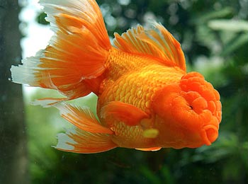 最好养的金鱼品种,家庭养几条金鱼最好