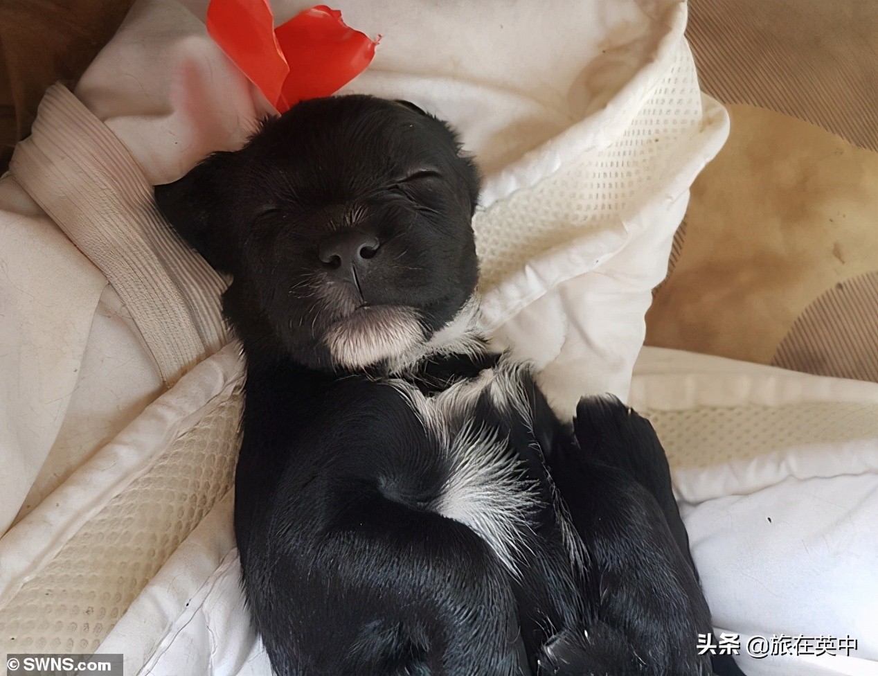 宠物狗供不应求英国偷狗案激增70%,全球每年被偷盗的宠物狗数量