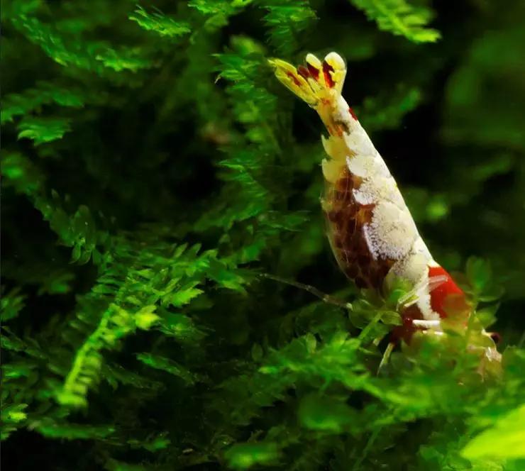 养草缸需要爆藻嘛,养草缸容易爆缸