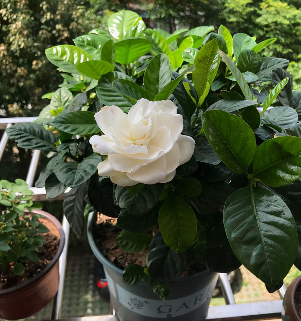 栀子花和发财树的夏季养法,栀子花树怎么养才能让叶子油亮