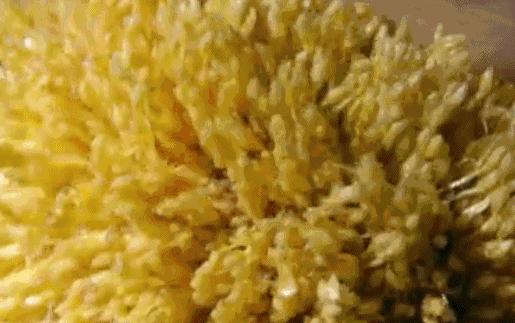 天然去雕饰的《水果传》,给你一场抵挡不住的水果饕餮