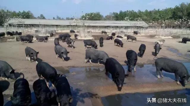 养猪行业现状和趋势,养猪业现状及发展趋势