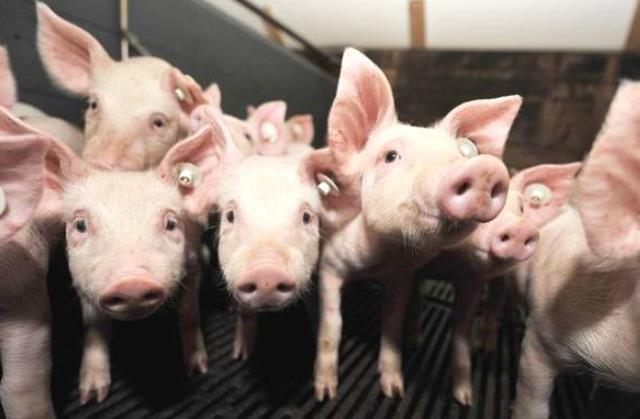 养猪想赚钱注意这3点,怎样养猪才能赚到钱