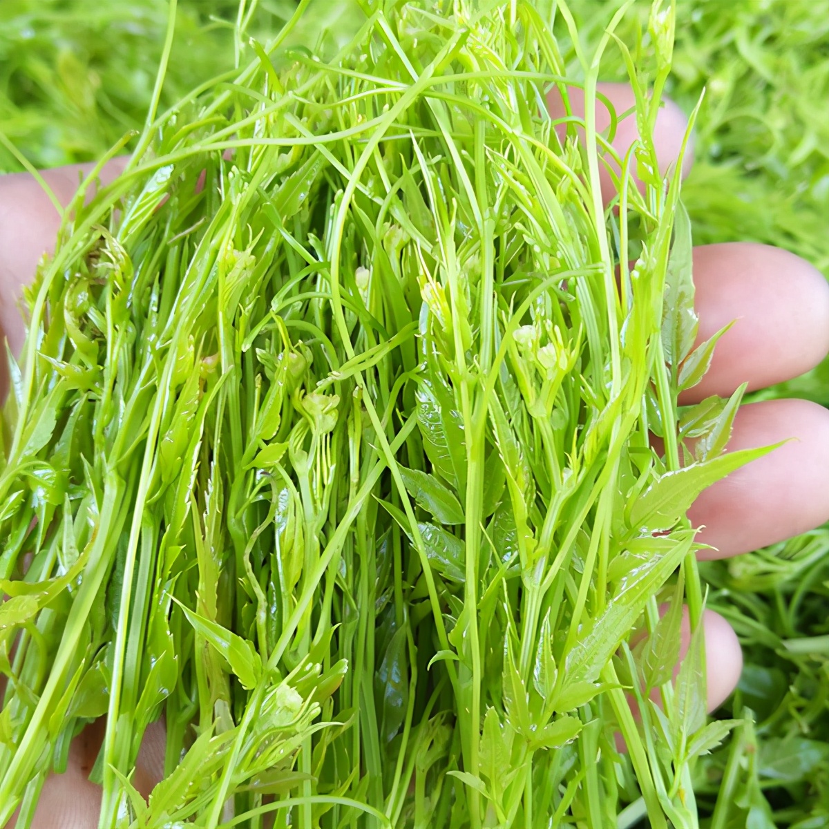 永顺莓茶和张家界莓茶的区别,张家界莓茶什么人不适合喝