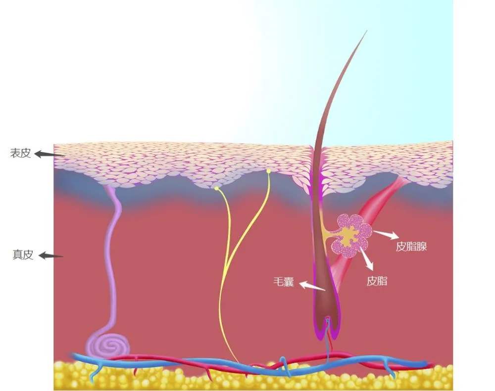 黑头怎么根治不复发,黑头到底有办法根除吗