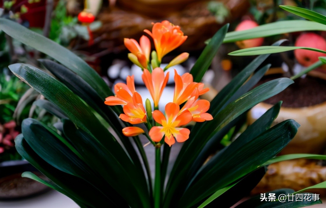 七种花不能养,7种花寓意美好花开不断