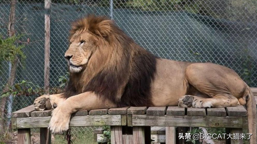 4头小猪将成为狮子晚餐，却因长得太可爱被人救下，一生从此改变