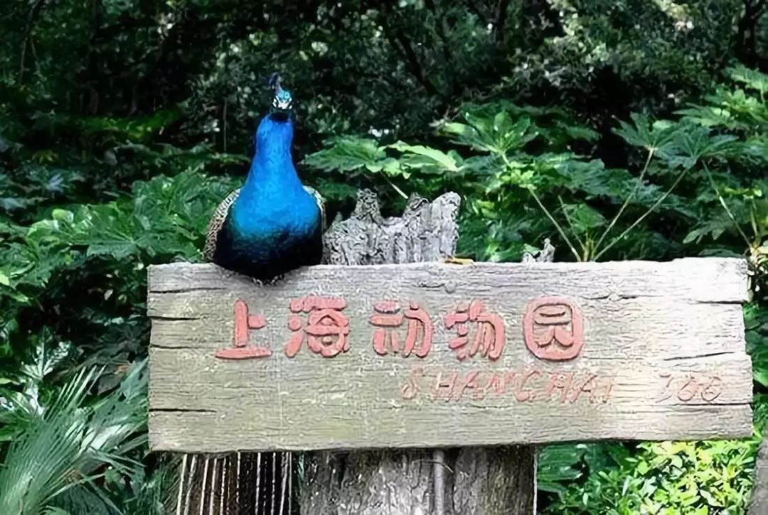 上海人游上海，这51个地方才不“踩雷”！