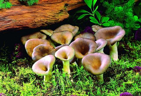 中药治肝的注意事项,吃中药汤药注意事项