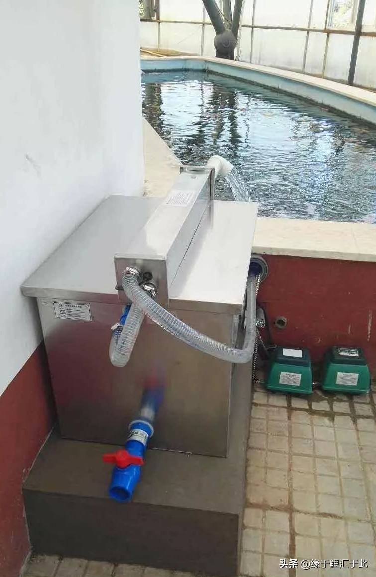 养鱼灭蚊虫最佳方法,养鱼驱蚊最好的方法