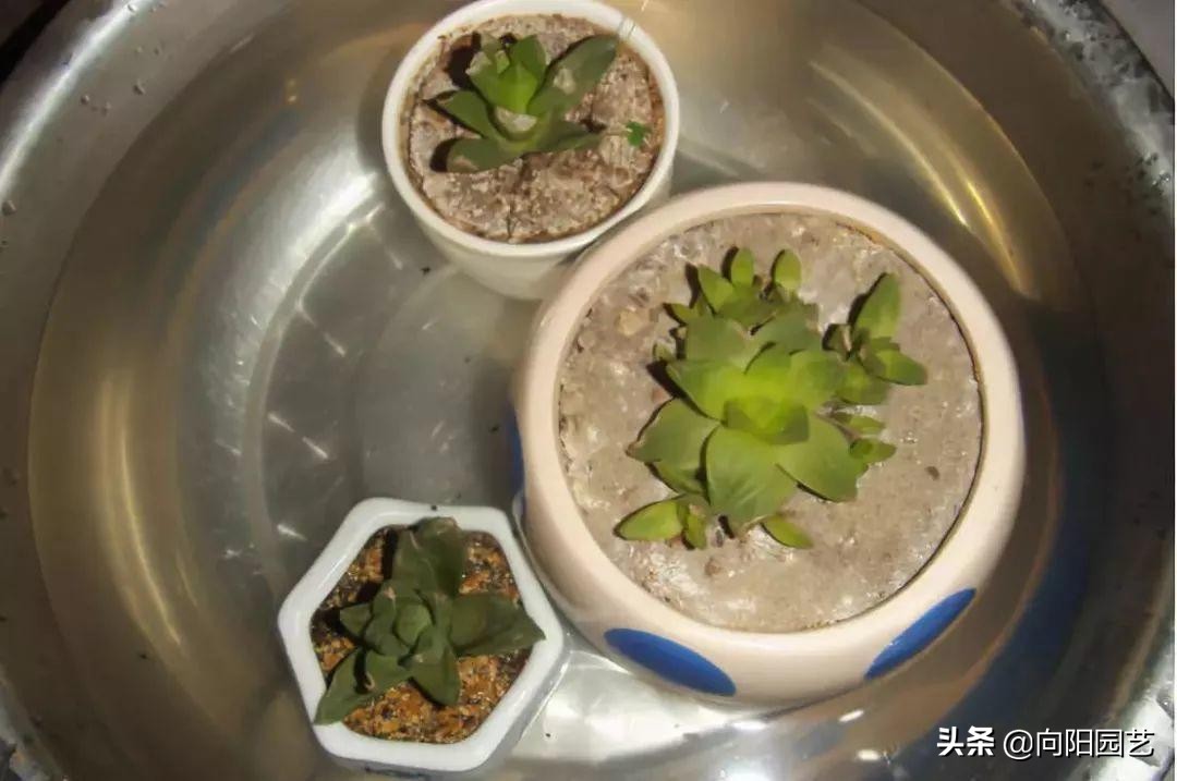 出差自制浇水神器,出外旅游自制浇花神器