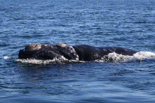 凶猛的海鸥,海鸥残忍伤害企鹅