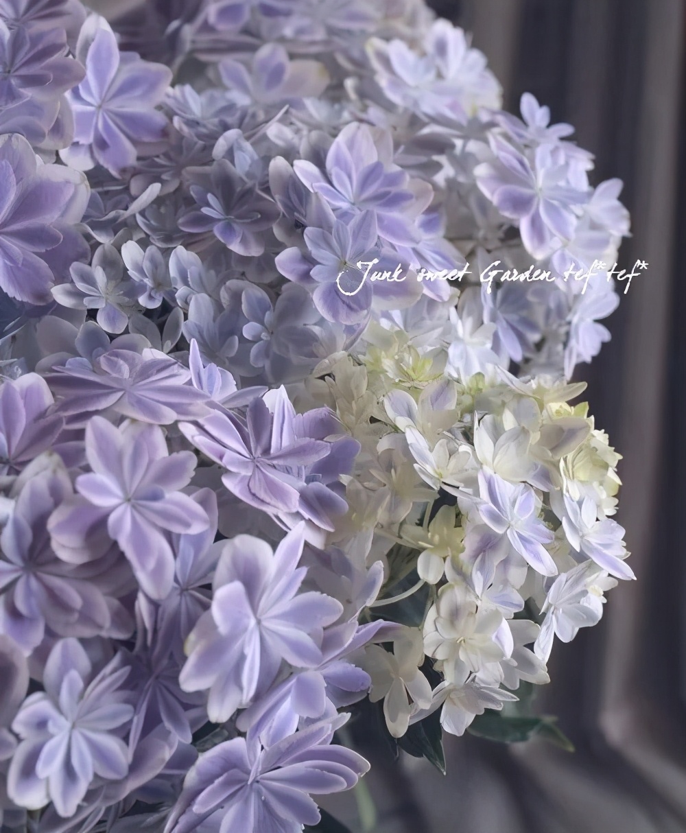 最漂亮的十种绣球,最省心的绣球