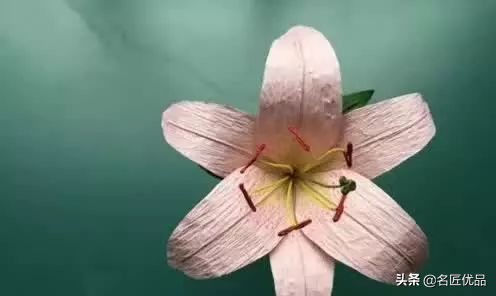 母亲节礼物九块钱的花,母亲节礼物该送什么花好