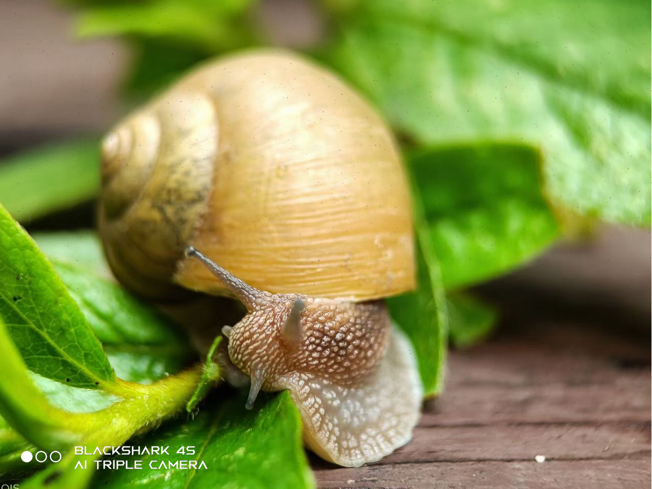 黑鲨4s4800万像素,黑鲨手机4s跑分