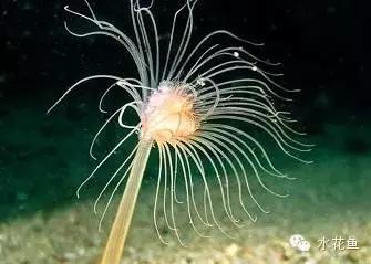 鱼苗消毒和病虫防治,水花鱼苗气泡病发病原因