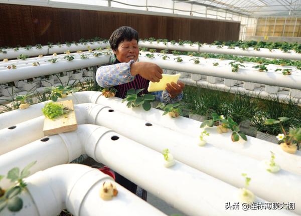 一亩大棚无土栽培多少钱,大棚无土基质栽培成本与利润