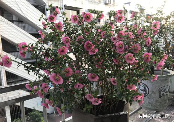 小木槿花施肥多了黄叶子怎么办,阳台绿植开花